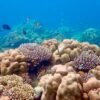 Snorkeling is Surin Islands Nationsl Park