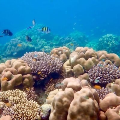 Snorkeling is Surin Islands Nationsl Park