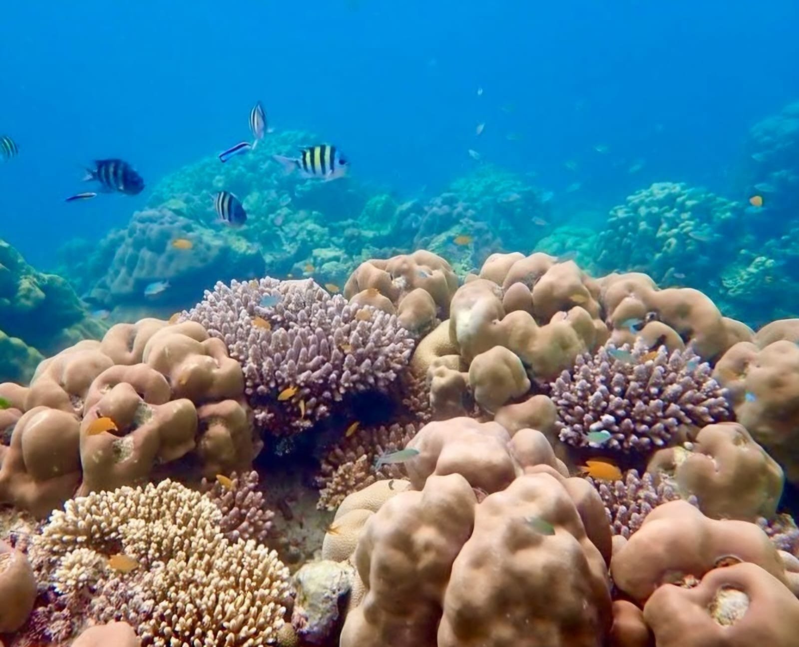 Snorkeling is Surin Islands Nationsl Park